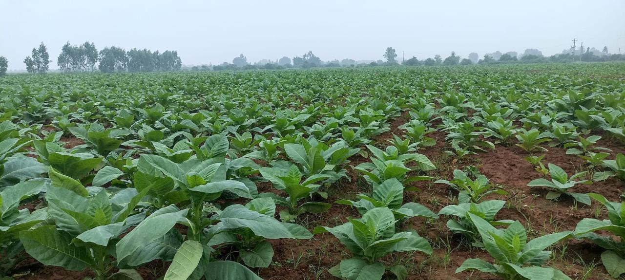 Responsible Tobacco Processing Practices